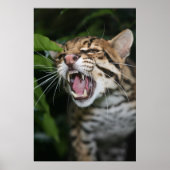 Poster - Ocelot snarl (Voorkant)