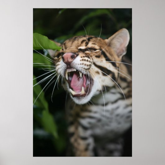 Poster - Ocelot snarl (Voorkant)