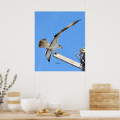 Poster of afdruk van vleugelspatten van Osprey of (Keuken)