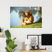 Poster of Boerboel dog (Thuiskantoor)