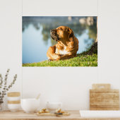 Poster of Boerboel dog (Keuken)
