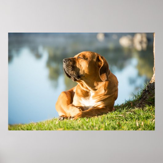 Poster of Boerboel dog (Voorkant)