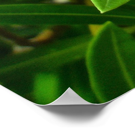 Poster Oleander (Nerium oleander) Blossom (Hoek)