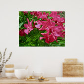 Poster Oleander (Nerium oleander) Blossom (Keuken)