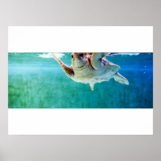 Poster Onevenwichtige Zeeschildpad #5 (Voorkant)