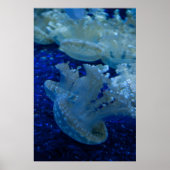 poster "Opside Down Jellyfish" (Voorkant)
