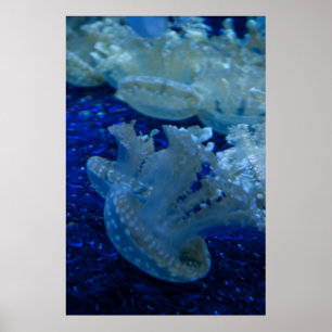 poster "Opside Down Jellyfish"