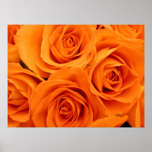 Poster, Oranje Rozen Poster (Voorkant)