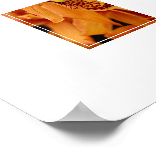 Poster-Orchid Flowers Poster (Hoek)