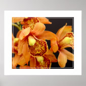 Poster-Orchid Flowers Poster (Voorkant)