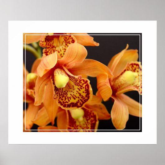 Poster-Orchid Flowers Poster (Voorkant)