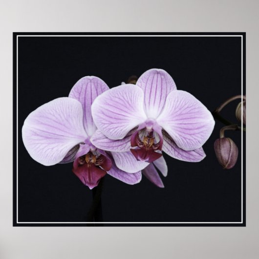 Poster-Orchid Flowers Poster (Voorkant)
