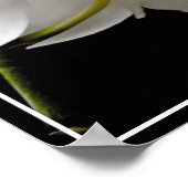 Poster-Orchid Flowers Poster (Hoek)