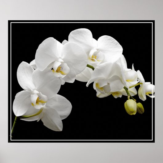 Poster-Orchid Flowers Poster (Voorkant)