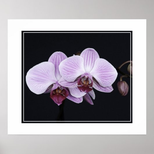 Poster-Orchid Flowers Poster (Voorkant)