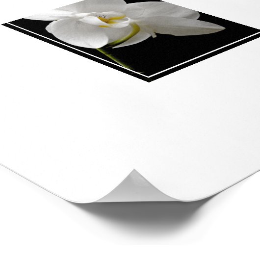 Poster-Orchid Flowers Poster (Hoek)