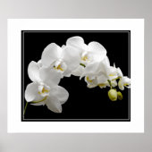 Poster-Orchid Flowers Poster (Voorkant)