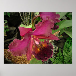 Poster: Orchid met Gold en Brown Center Poster