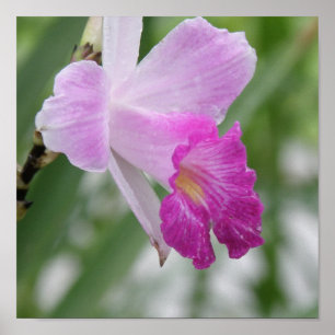 Poster Orchid Types afdrukken