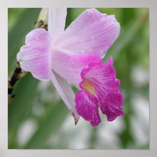 Poster Orchid Types afdrukken (Voorkant)