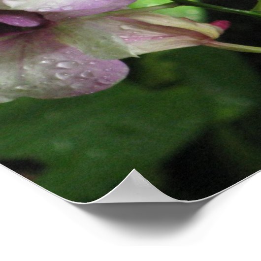 Poster Orchideeën (Hoek)