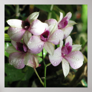 Poster Orchideeën