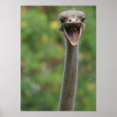 Poster Ostrich (Voorkant)
