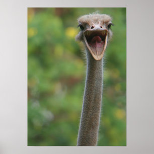 Poster Ostrich