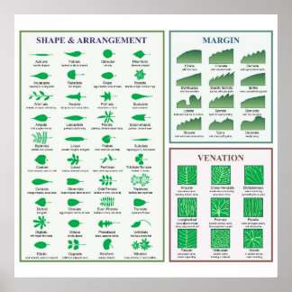 Poster over blad morfologie diagram rand vorm nerv