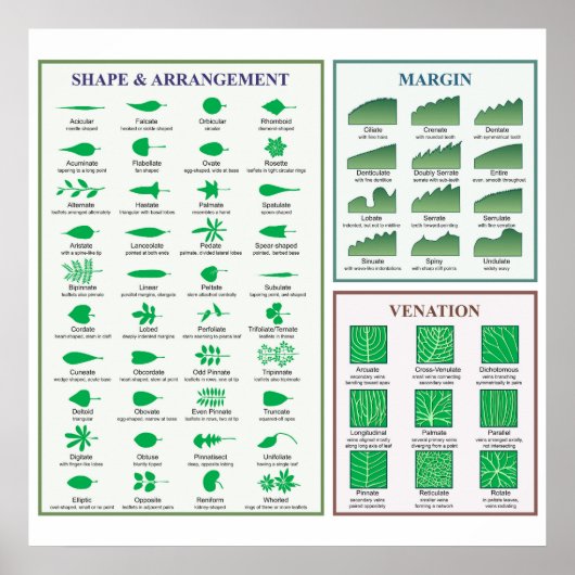 Poster over blad morfologie diagram rand vorm nerv (Voorkant)