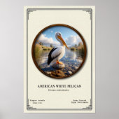 Poster over de Amerikaanse witte pelikaan in de di (Voorkant)