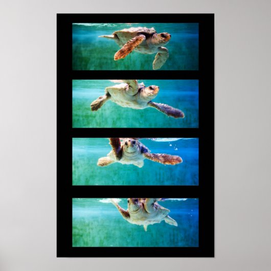 Poster over de onechte karetschildpad (Voorkant)