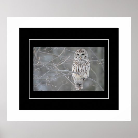 Poster-Owl Poster (Voorkant)