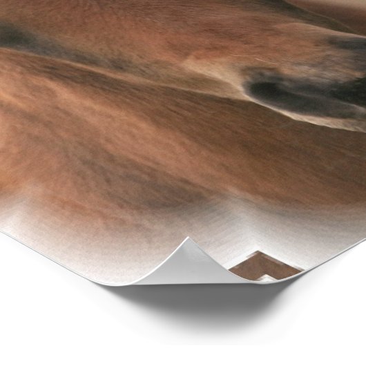 Poster Paarden Baby afdrukken (Hoek)