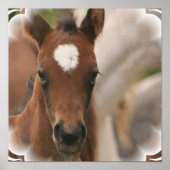 Poster Paarden Baby afdrukken (Voorkant)