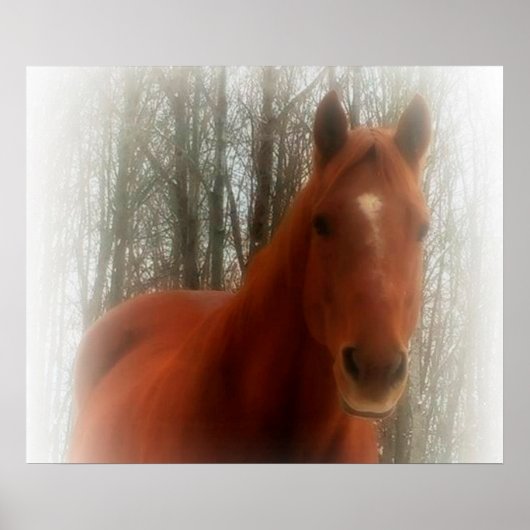 Poster/Paarden in de bossen Poster (Voorkant)