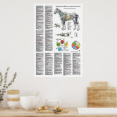 Poster Paardenacupunctiepunt (Keuken)