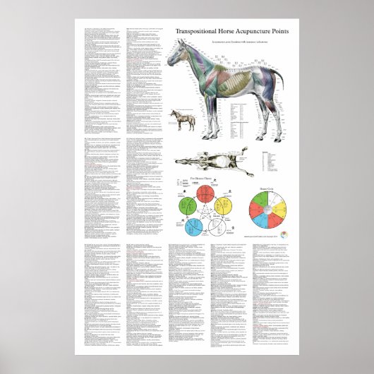 Poster Paardenacupunctiepunt (Voorkant)