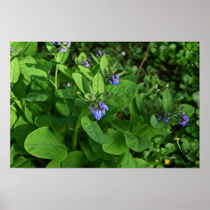 Poster Paars Flowers