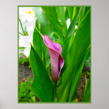 Poster Paarse Calla Lelie