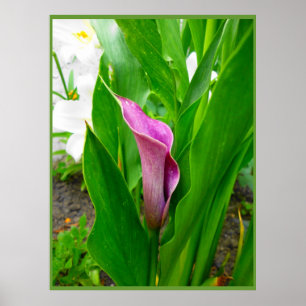 Poster Paarse Calla Lelie