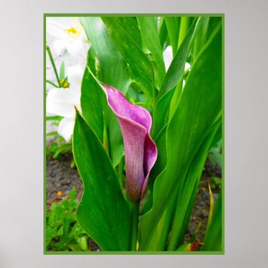 Poster Paarse Calla Lelie (Voorkant)