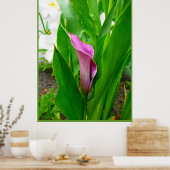 Poster Paarse Calla Lelie (Keuken)