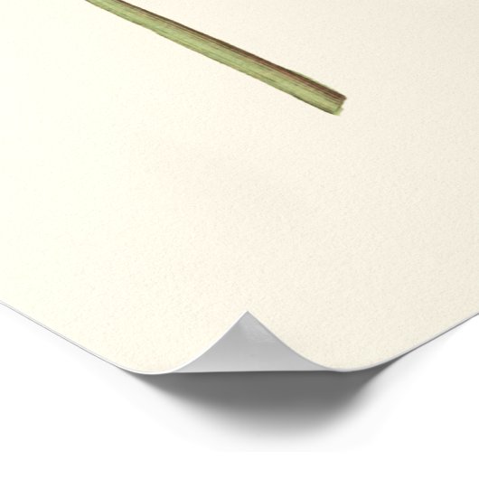 Poster Paarse Natuur Coneflower (Hoek)