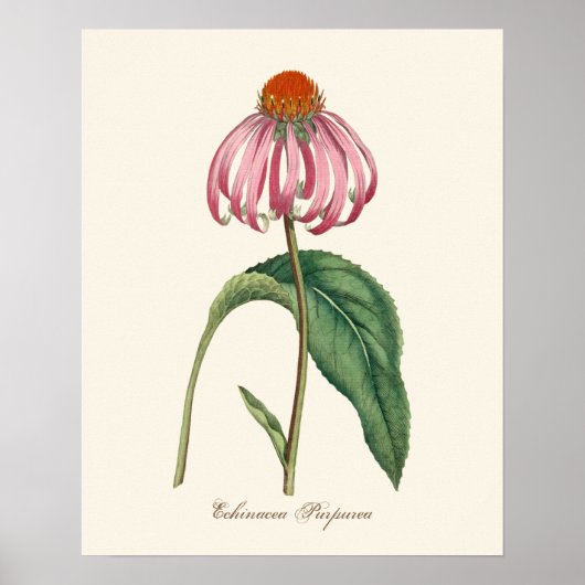 Poster Paarse Natuur Coneflower (Voorkant)