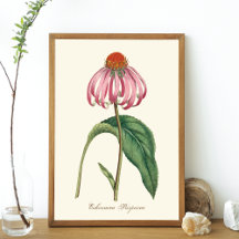 Poster Paarse Natuur Coneflower