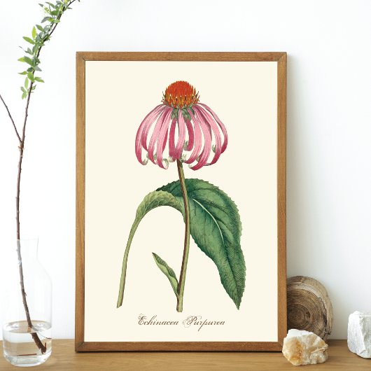 Poster Paarse Natuur Coneflower