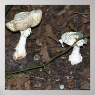 Poster paddenstoelen