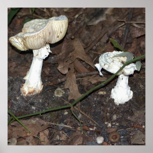 Poster paddenstoelen (Voorkant)