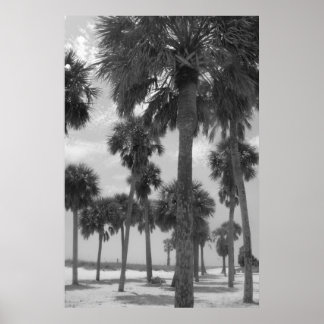Poster Palm Trees